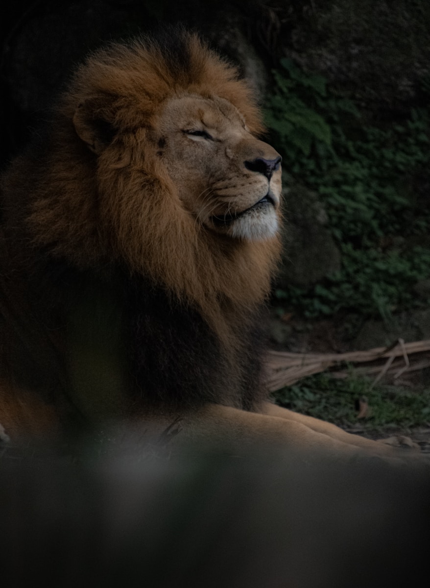Aslan Erkeği Genel Özellikleri
