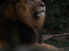 Aslan Erkeği Genel Özellikleri