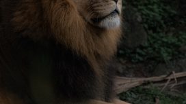 Aslan Erkeği Genel Özellikleri