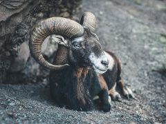 Koç Burcu Faydalı Doğal Taşları Nelerdir