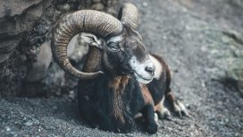 Koç Burcu Faydalı Doğal Taşları Nelerdir