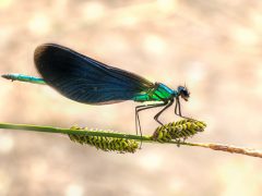 Başak Burcu Faydalı Doğal Taşları