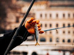 Airfryer’da Hamsi Kızartma Tarifi